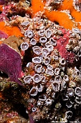 Palythoa sp-Maldives Five rocks-25m-20240425-da-DSC_6808_tn
